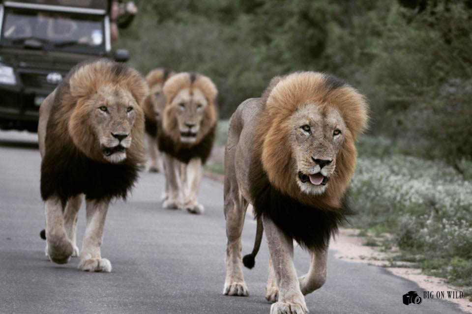 Top 5 Roads for spotting lions in the Kruger National Park 