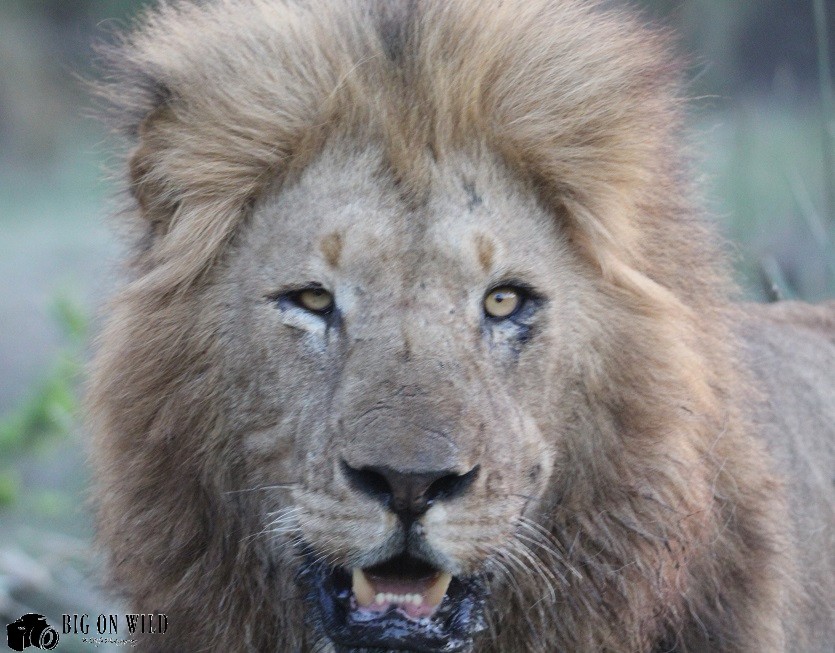 Top 5 Roads for spotting lions in the Kruger National Park 