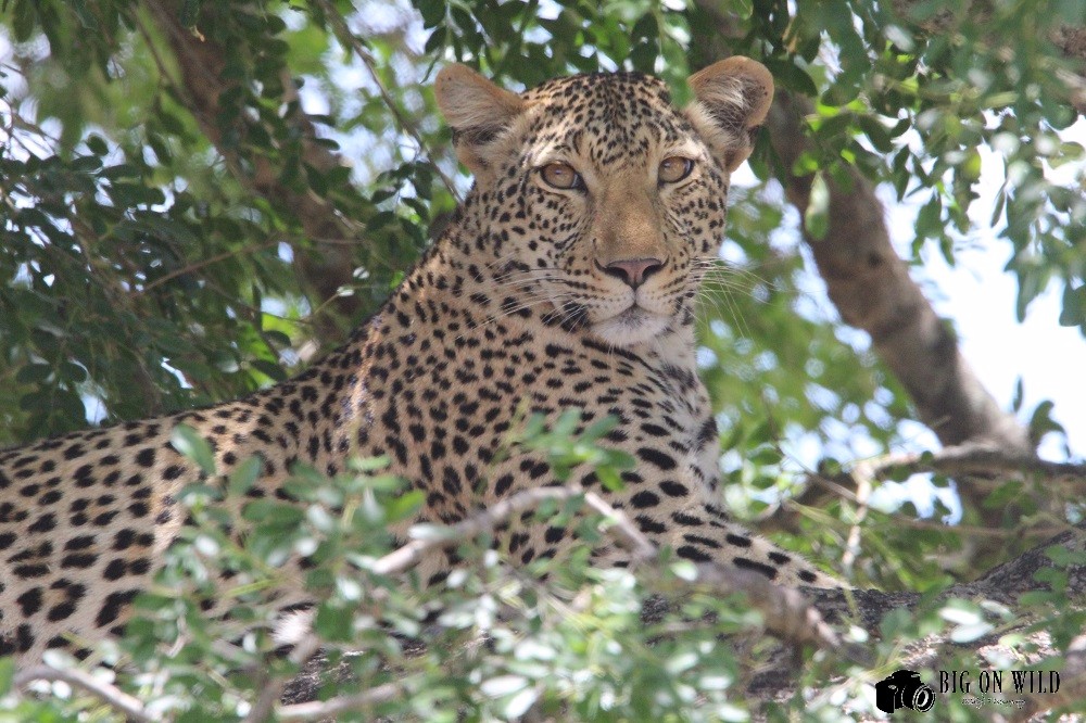 Top 5 roads for spotting leopards in the kruger national park 