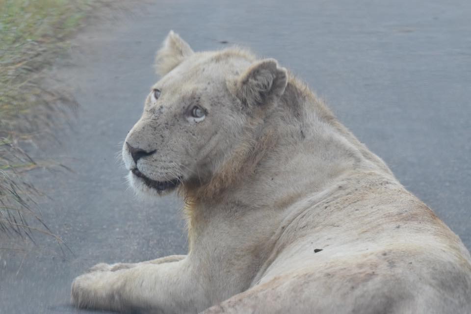 Update on the White Lion of Kruger