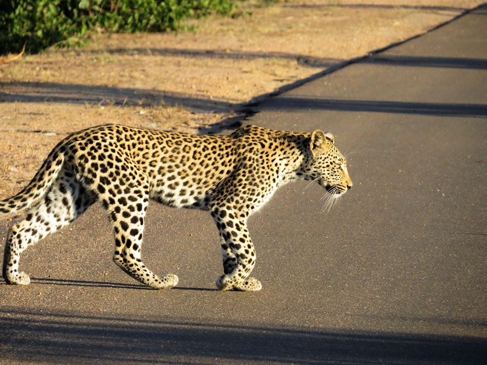leopard seen at masorini picnic site 