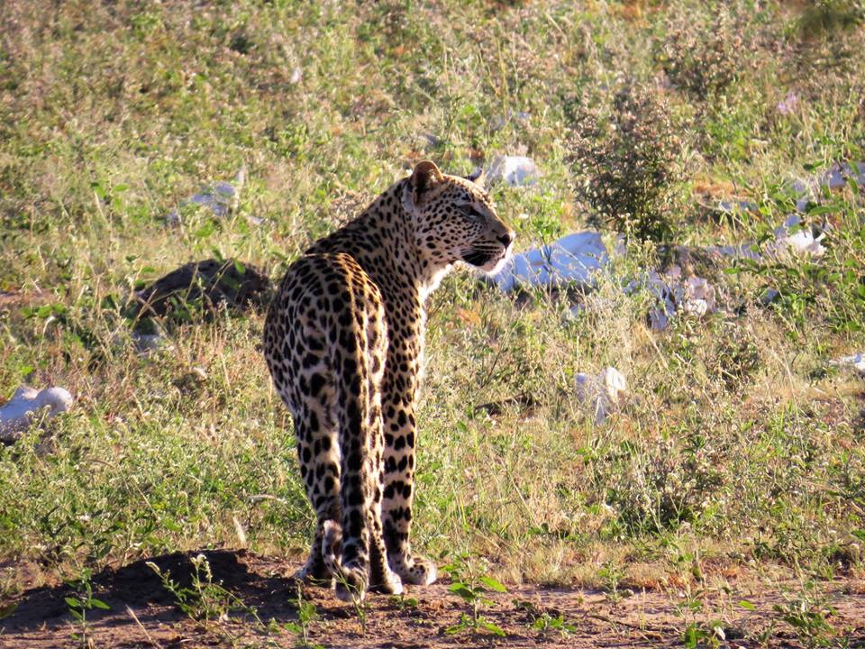 leopard seen at masorini picnic site 