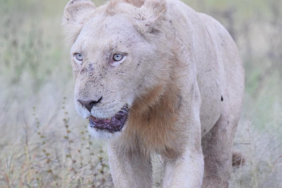 Update on the White Lion of Kruger
