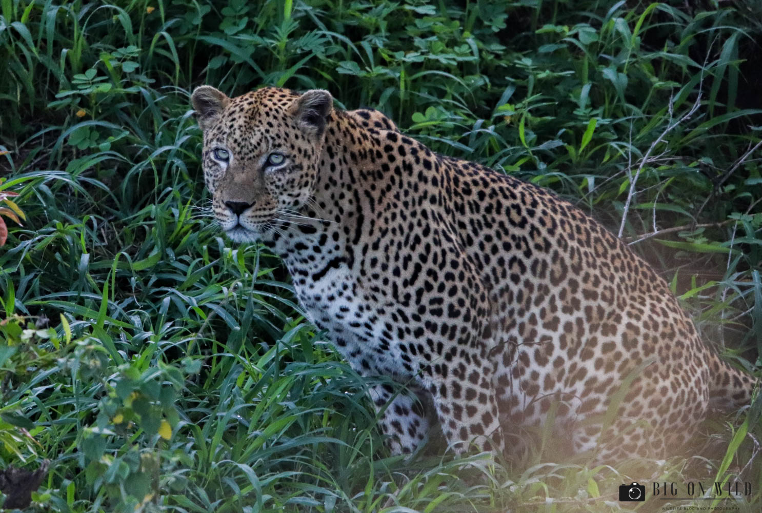 The Best Season to Visit the Kruger National Park