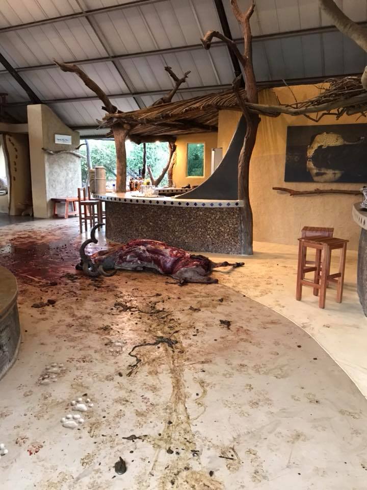 Hyena Kill at Luxury Camp Reception