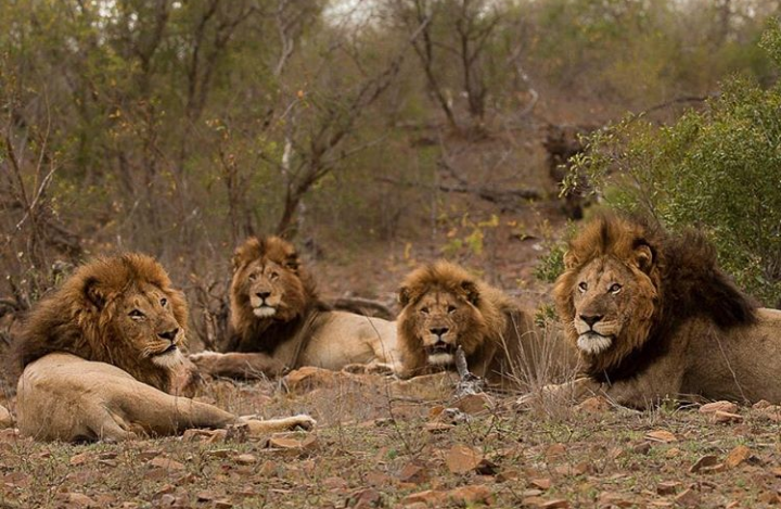 Shishangeni Male - Lions of Kruger
