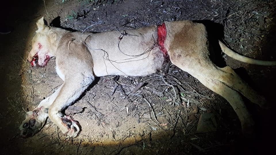 Lioness with cubs saved from snare