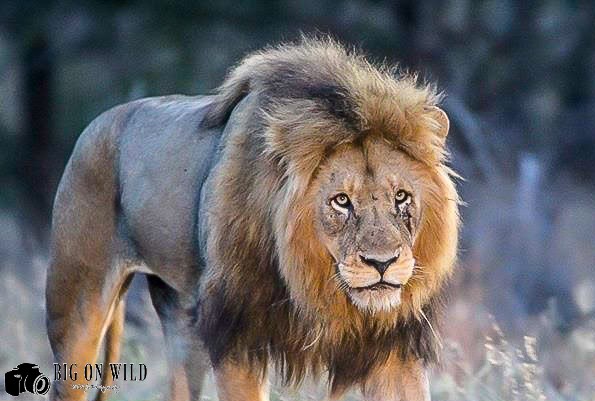 Update on the Skybed Males Lions