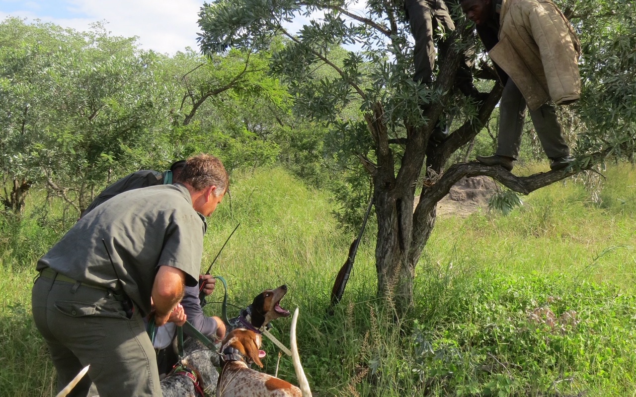Tracking Dogs from the USA to Help With Poaching 