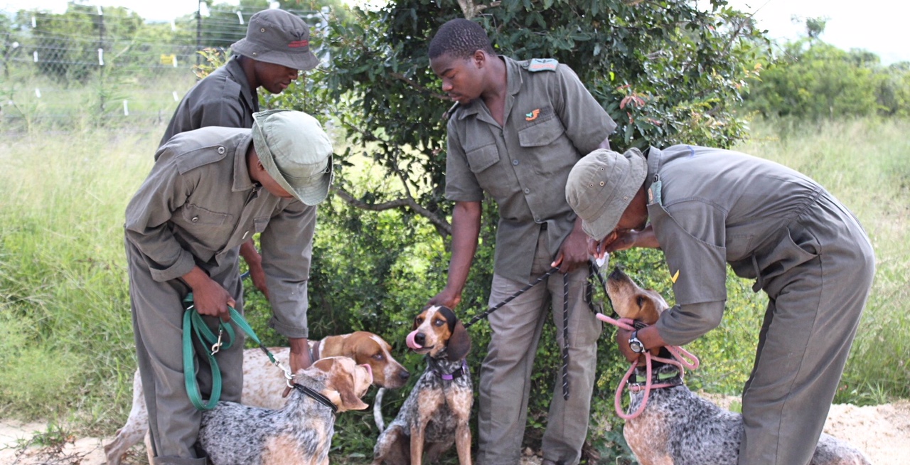 Tracking Dogs from the USA to Help With Poaching 