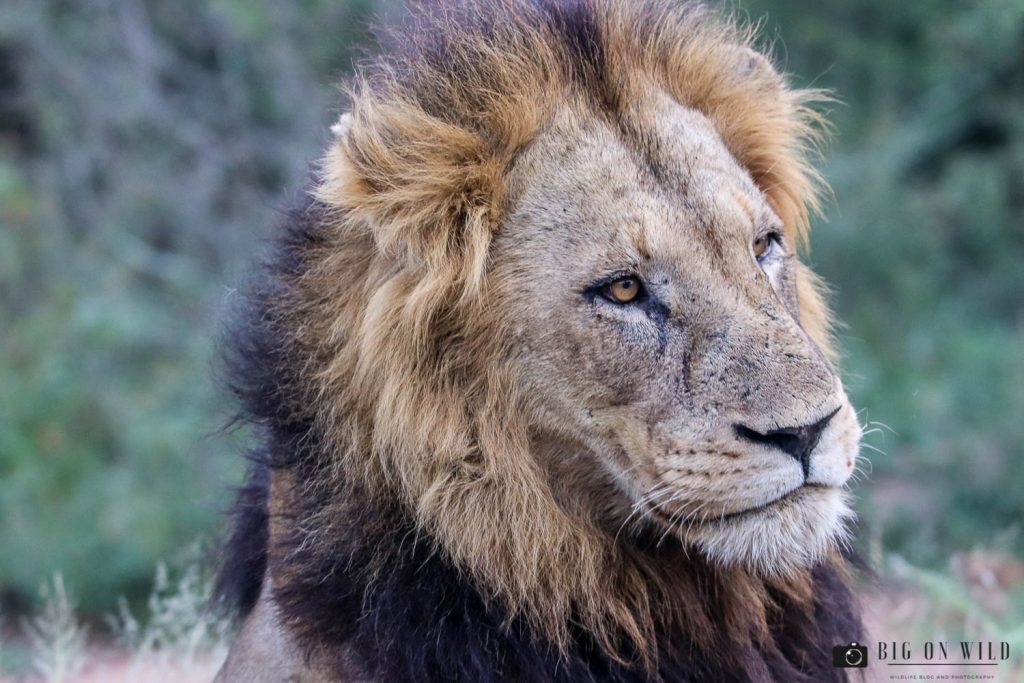 LubyeLubye Male Lion 