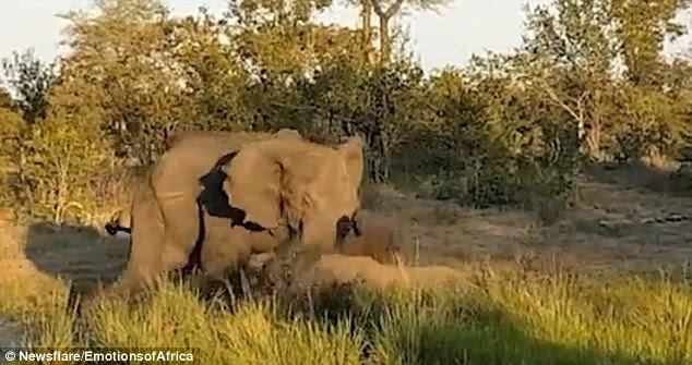 angry elephant bull attacked a rhino 