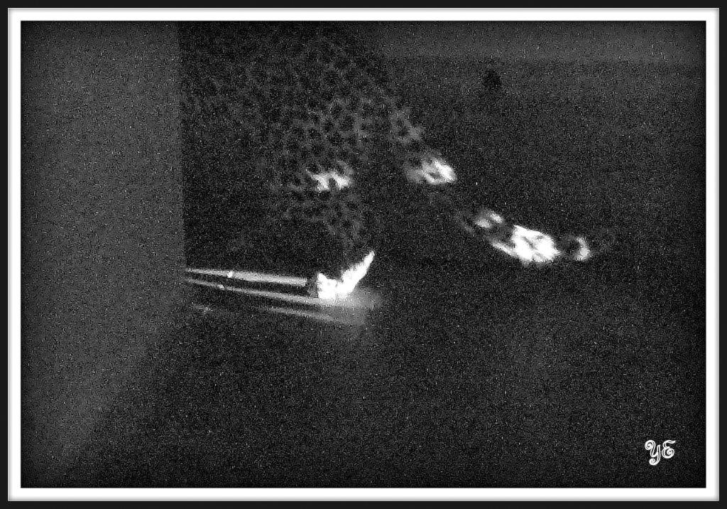 Leopard appears on your patio