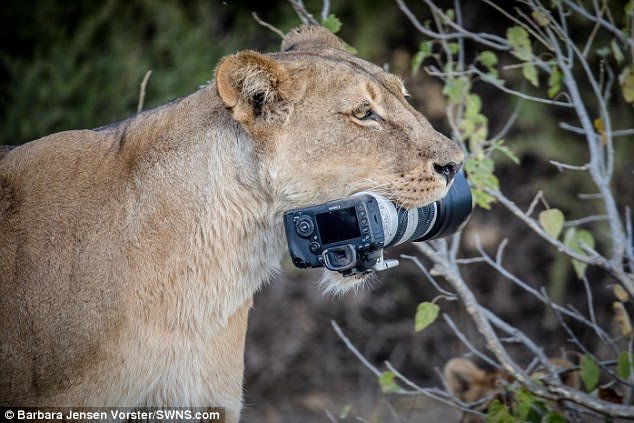 Lioness Steals Camera After Owner Drops It