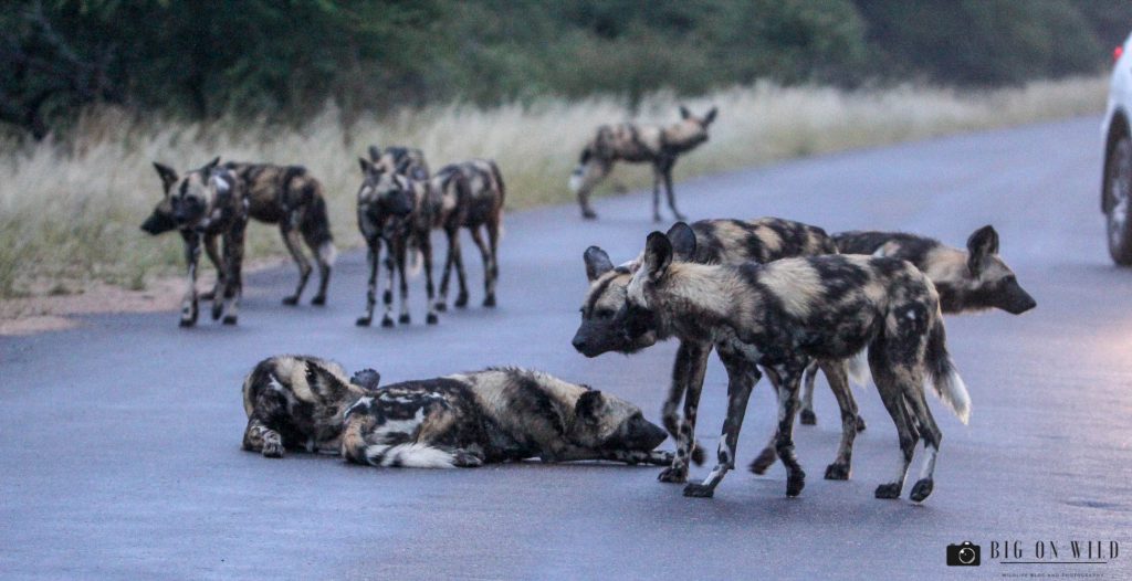 10 Wild dogs Facts 