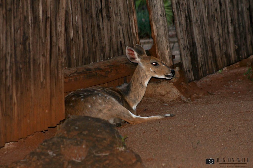 Animals found inside Kruger Park camps