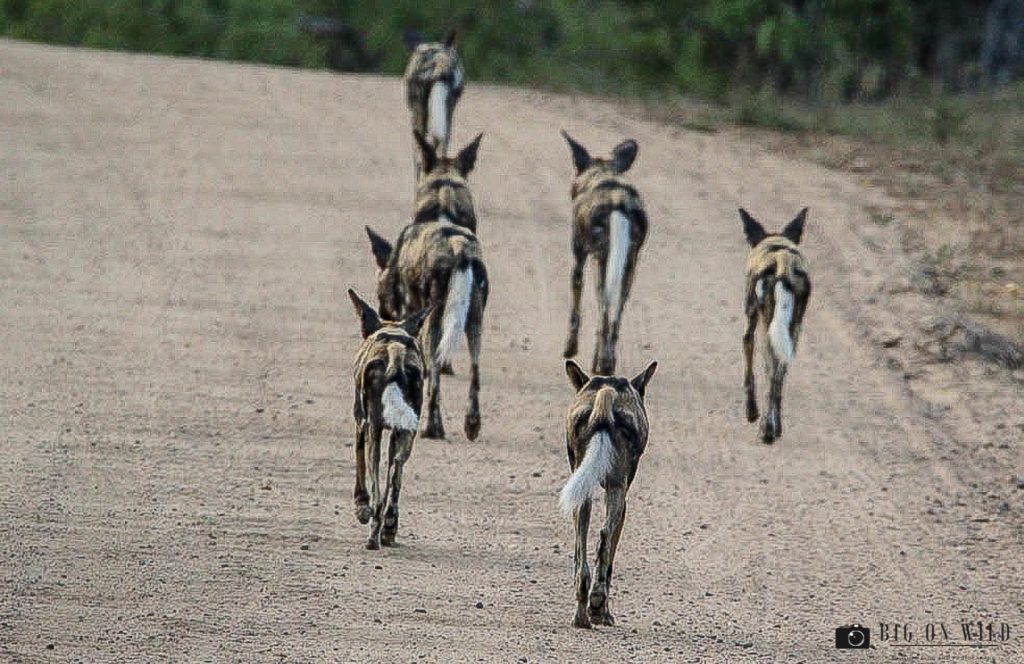 10 Wild dogs Facts 