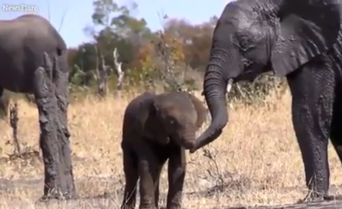 elephant was spotted without a trunk at the Kruger National Park.