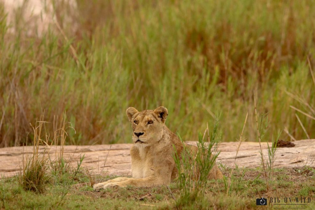Kruger Trip December 2018 - lioness on the S30, Kruger national park