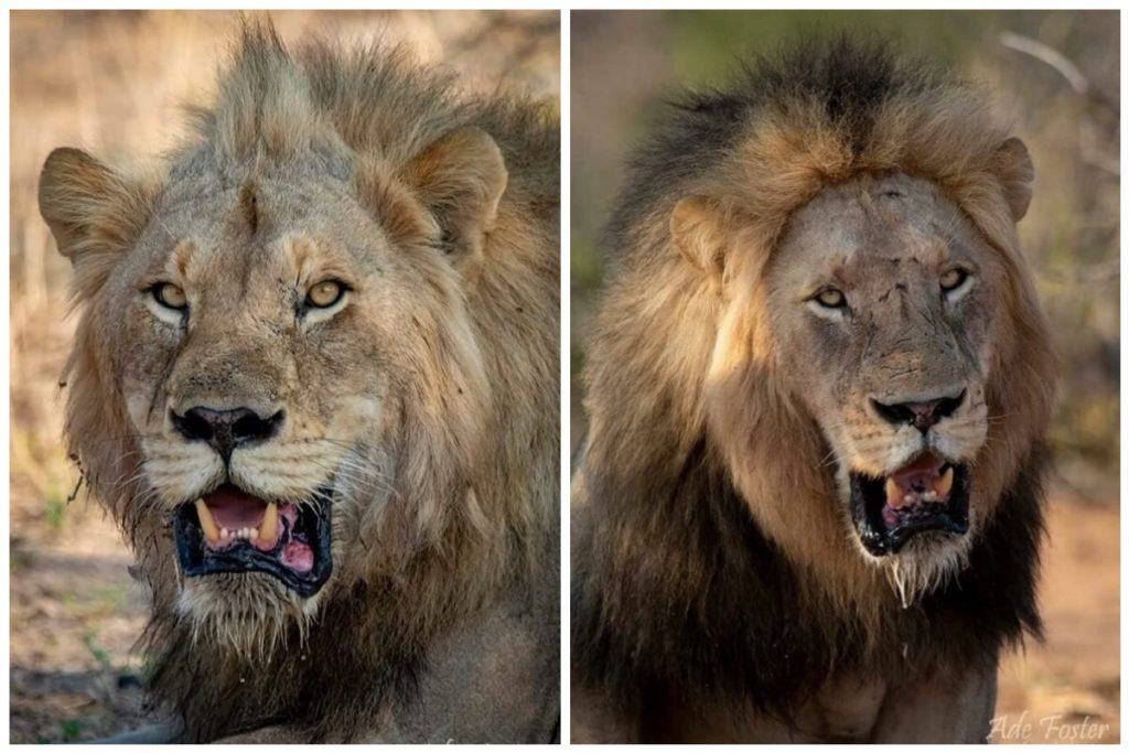 Territorial fight gets the best of the Mbiri Male Lion 