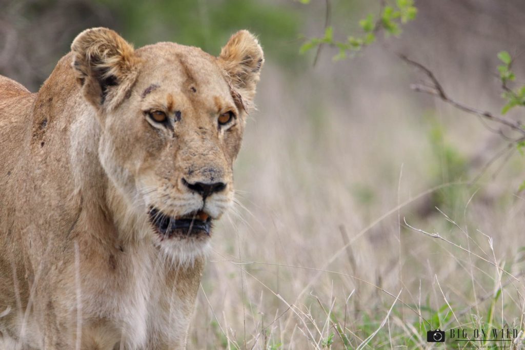 Kruger Trip December 2018, lioness on the S100 close to satara on the kruger national park
