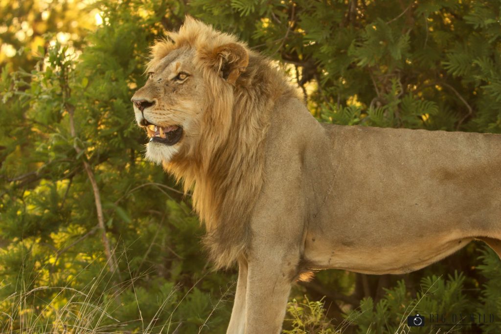 Kruger Trip December 2018, red road male lion between orpen gate and orpen camp