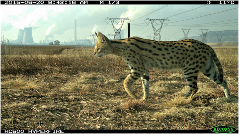 Serval Thrives at Petrochemical Plant in South Africa 