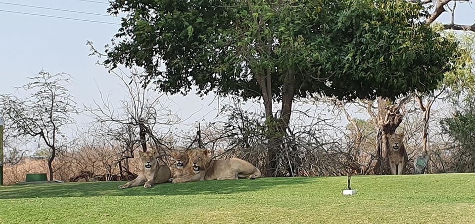 Lions spotted at Skukuza Golf course 