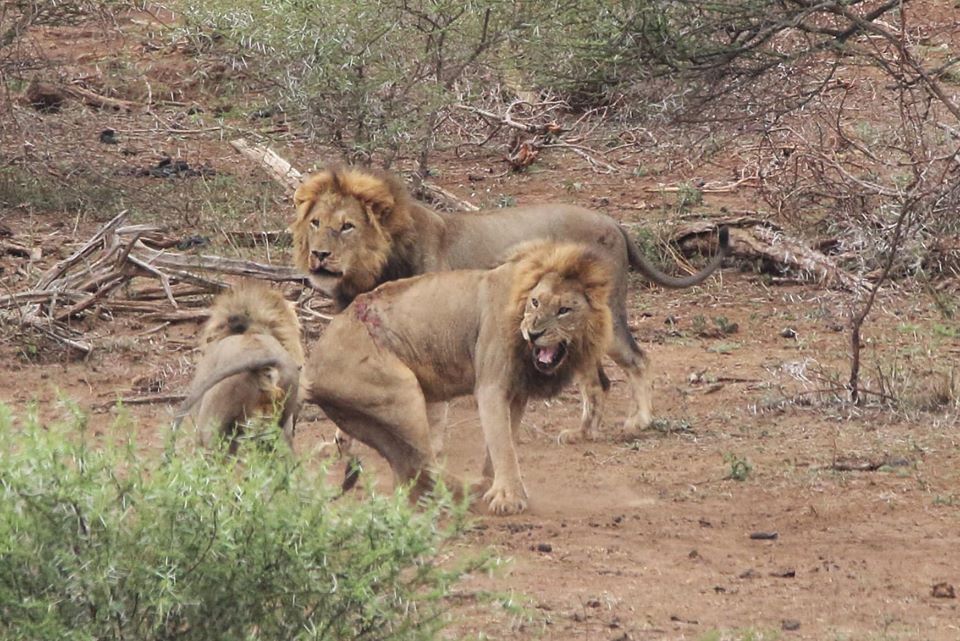 The Mazithi Males Defend Their Territory