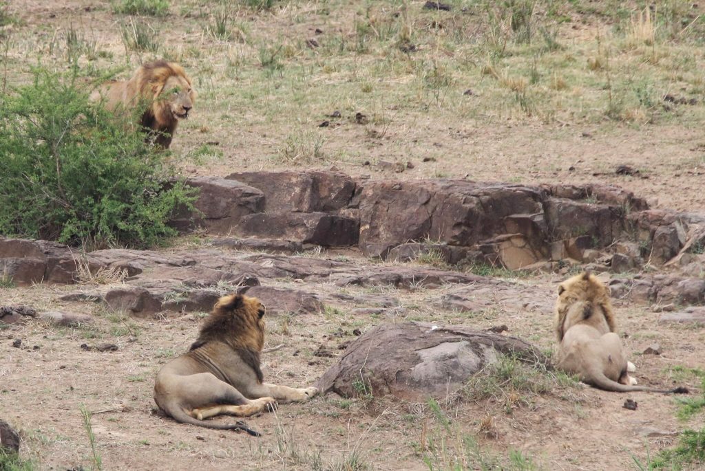 The Mazithi Males Defend Their Territory