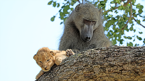 Baboon adopts lion cub