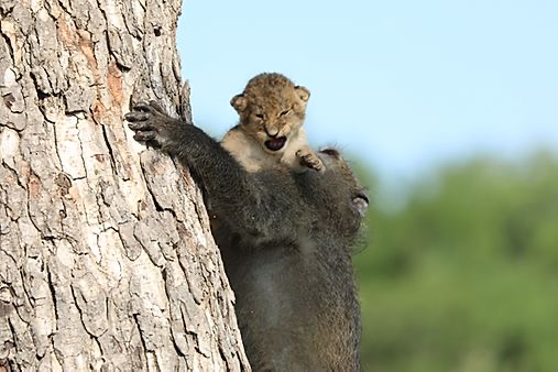 Baboon adopts lion cub