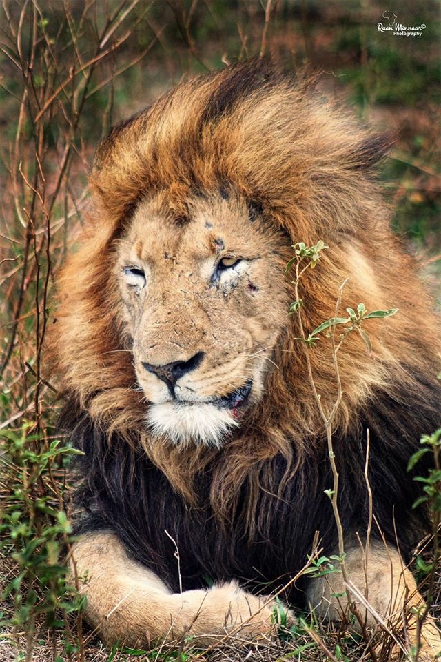 Shishangeni Male Lions