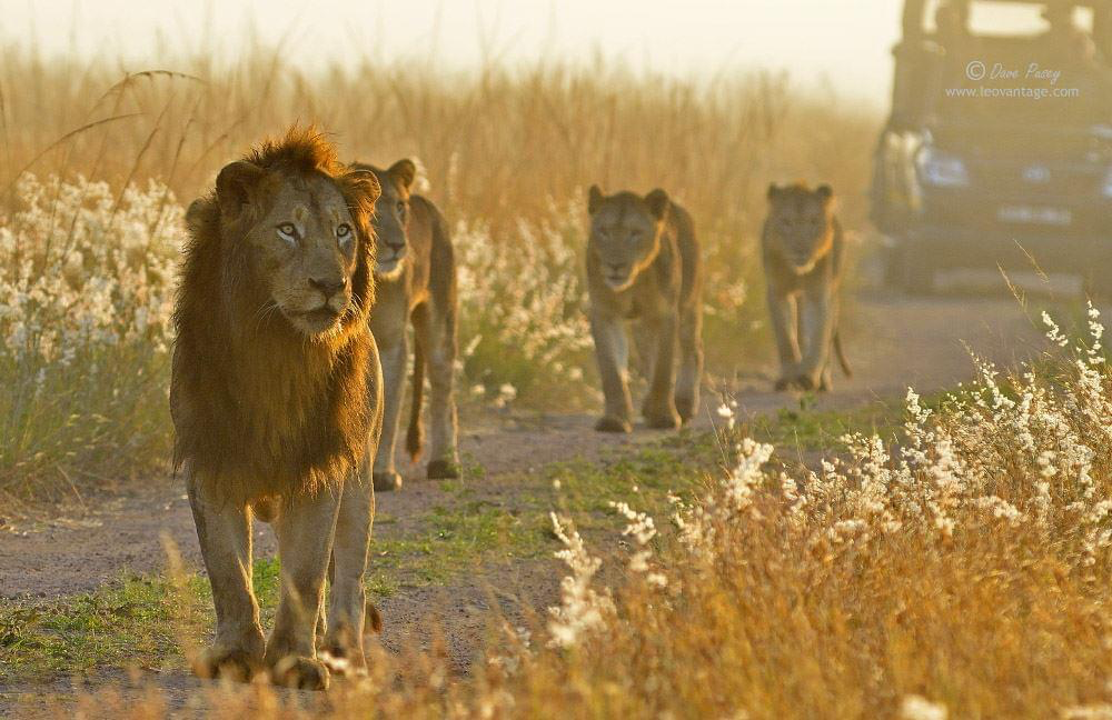 Mpondo Male Lions