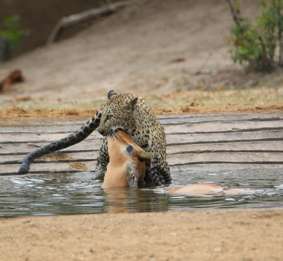 de laporte leopard